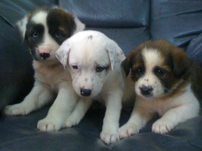 Mongrel Pups - Mixed Breed Dog