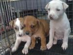 brown in the middle being adopted..left the females