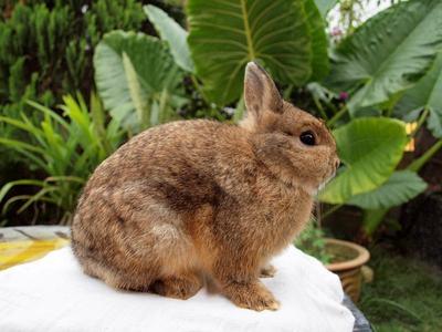 PF29288 - Netherland Dwarf Rabbit