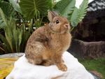 PF29288 - Netherland Dwarf Rabbit