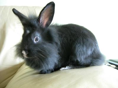 PF29296 - Lionhead Rabbit