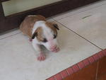 Mini Bull Terrier - Bull Terrier Dog