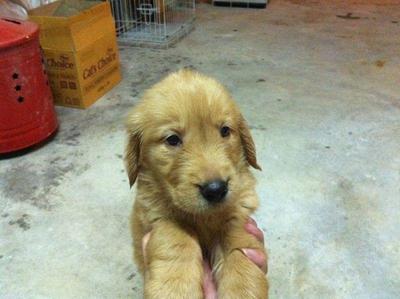 Golden Retriever Puppy - Golden Retriever Dog