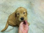 Golden Retriever Puppy - Golden Retriever Dog