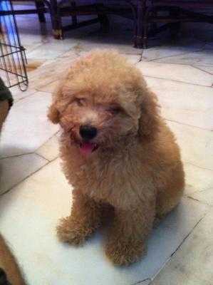 Babe - Poodle Dog