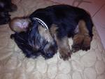 PF29309 - Silky Terrier Dog