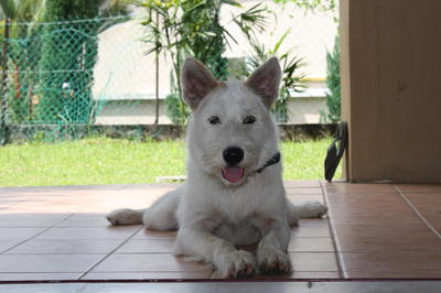 Harry - Mixed Breed Dog