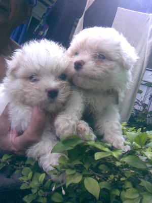 Maltese Blue Eye And Black Eye - Maltese Dog