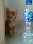 Itik observing a water bottle <3