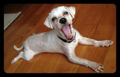 Cheesy - Maltese Mix Dog