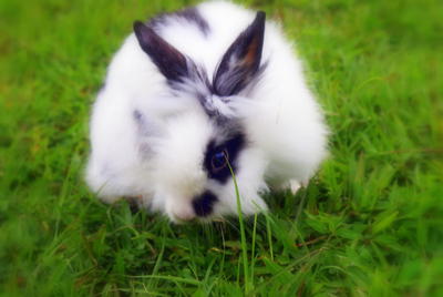 Belle - Angora Rabbit Rabbit