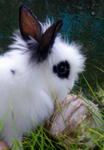 Belle - Angora Rabbit Rabbit