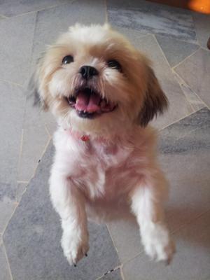 Sheema - Shih Tzu Dog