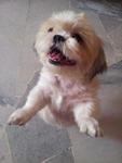 Sheema - Shih Tzu Dog