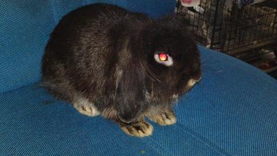 Mr Tiny - Lop Eared + American Fuzzy Lop Rabbit