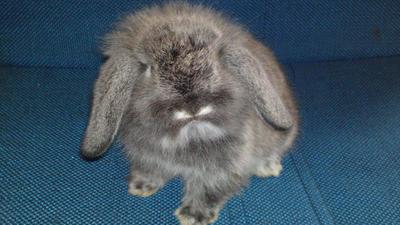 Fuzzy - Holland Lop + American Fuzzy Lop Rabbit