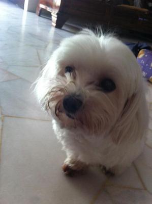 Girlgirl - Maltese Dog