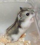 Winter White Russian Dwarf Hamster - Common Hamster + Short Dwarf Hamster Hamster