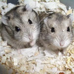 Winter White Russian Dwarf Hamster - Common Hamster + Short Dwarf Hamster Hamster