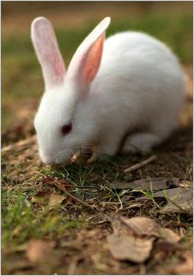 Rabbit - American Rabbit