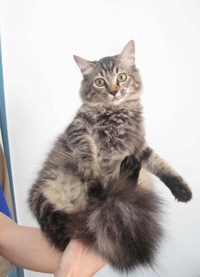 E-zet (Sold) - Maine Coon Cat