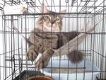 E-zet (Sold) - Maine Coon Cat