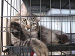 E-zet (Sold) - Maine Coon Cat