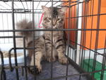 E-zet (Sold) - Maine Coon Cat