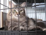 E-zet (Sold) - Maine Coon Cat