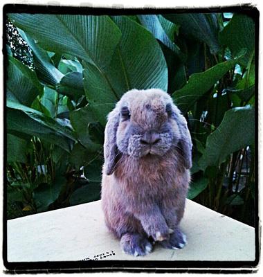 Bl20 - Holland Lop Rabbit