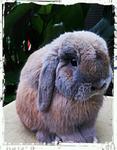 Bl20 - Holland Lop Rabbit