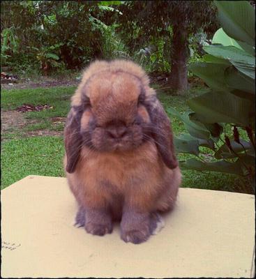 Bl21 - Holland Lop Rabbit