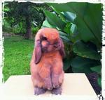 Bl21 - Holland Lop Rabbit