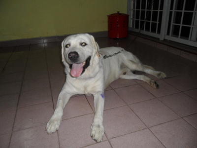 Rocky - Labrador Retriever Dog