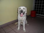 Rocky - Labrador Retriever Dog