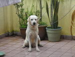 Rocky - Labrador Retriever Dog