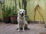 Rocky - Labrador Retriever Dog