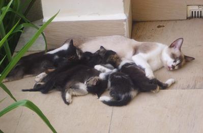 Lovely Mum &amp; Kittens - Domestic Medium Hair Cat