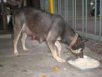 Gobi And 2 Pups - Mixed Breed Dog