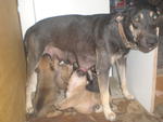 Gobi And 2 Pups - Mixed Breed Dog