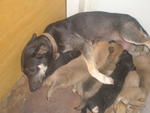 Gobi And 2 Pups - Mixed Breed Dog