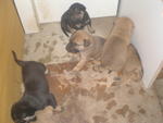 Gobi And 2 Pups - Mixed Breed Dog