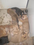 Gobi And 2 Pups - Mixed Breed Dog