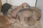 Gobi And 2 Pups - Mixed Breed Dog