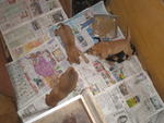 Gobi And 2 Pups - Mixed Breed Dog