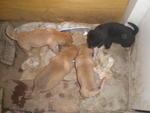 Gobi And 2 Pups - Mixed Breed Dog