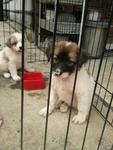 3 Little Angels - Mixed Breed Dog