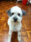 Sabee - Poodle Mix Dog