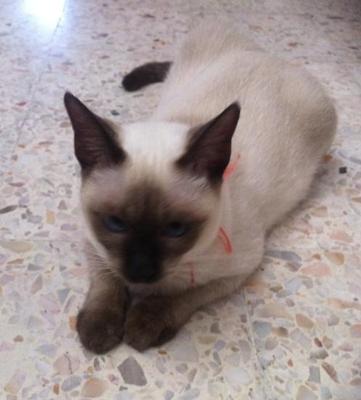 Jelita - Siamese + Balinese Cat