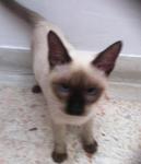 Jelita - Siamese + Balinese Cat